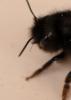 Osmia cornuta